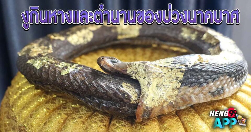 งูกินหาง-"Snake eats tail"